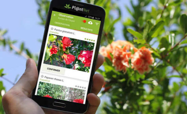 Veja Tudo Sobre o Aplicativo PlantNet Para Identificar Plantas